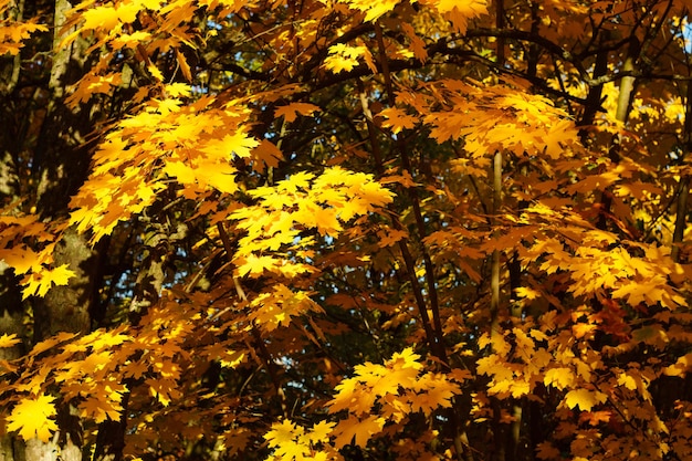 Fond de feuilles d'automne jaunes et oranges