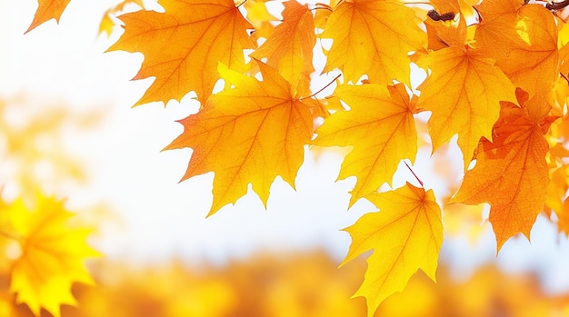 Fond de feuilles d'automne en journée ensoleillée