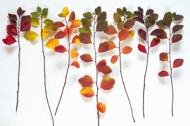 Fond de feuilles d'automne multicolores sur blanc