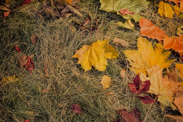 Photo fond de feuilles d'automne et de paille et de foin