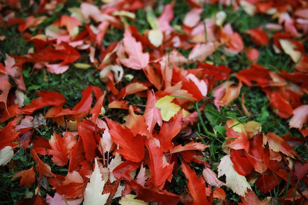 Fond de feuilles d'automne rouge et orange