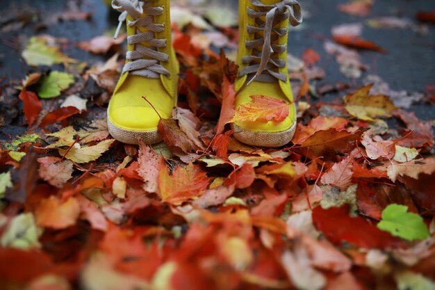 Fond de feuilles d'automne rouge et orange