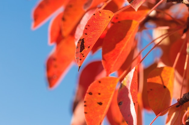 Fond de feuilles d'automne rouge et orange