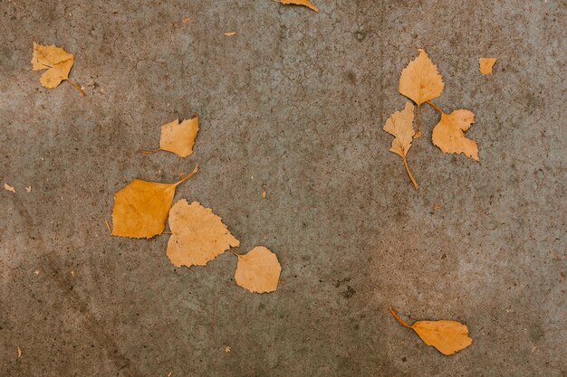 Fond de feuilles d'automne Textures de béton de paysage d'automne laisse sur le béton