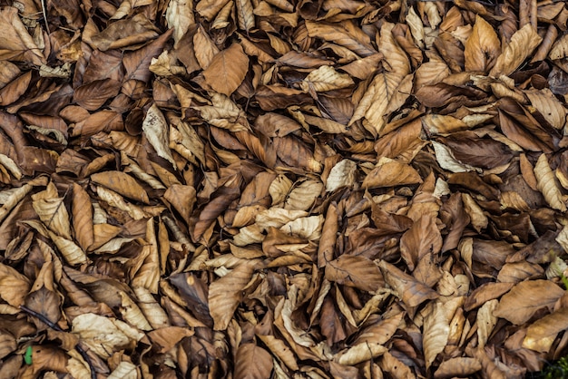 Fond de feuilles d'automne tombées sèches