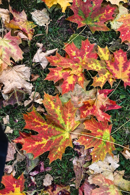 fond de feuilles d'automne tombées