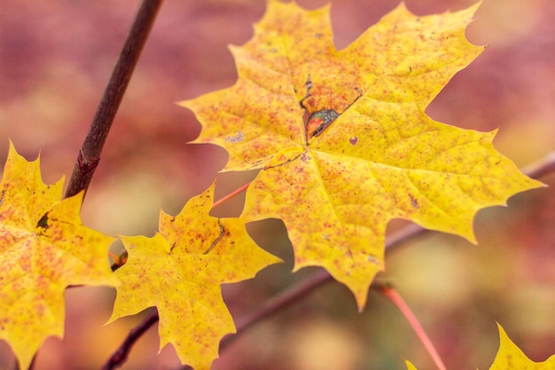 Fond de feuilles d'automne