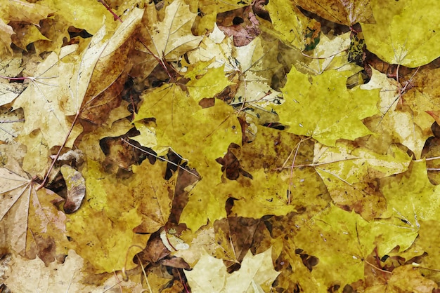 Fond de feuilles d'automne