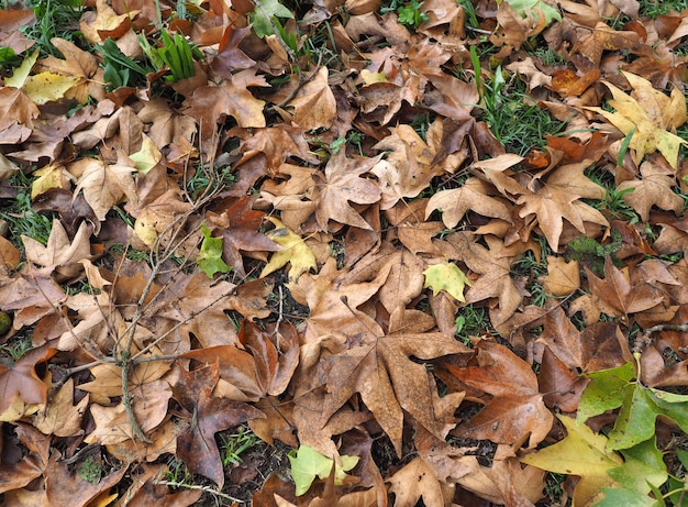 Fond de feuilles d'automne