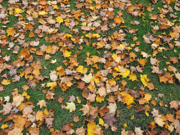 Fond de feuilles d'automne