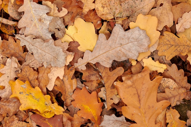 Fond de feuilles d'automne