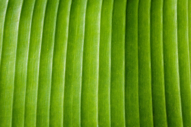 fond de feuilles de banane