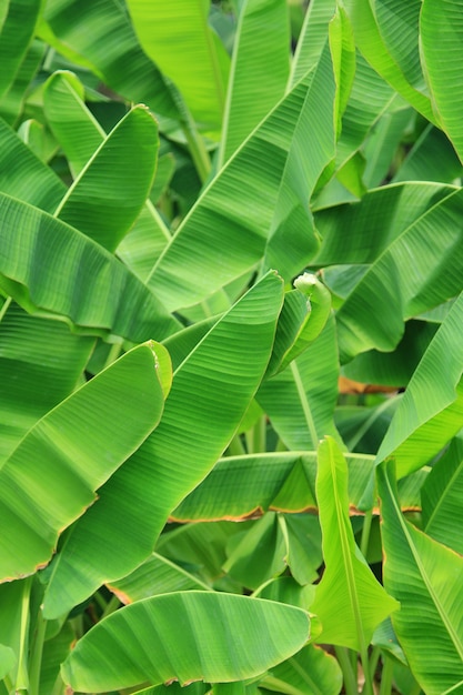 Fond de feuilles de bananier frais vert