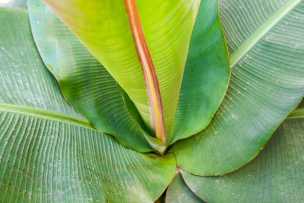 Fond de feuilles de bananier vert de plus en plus
