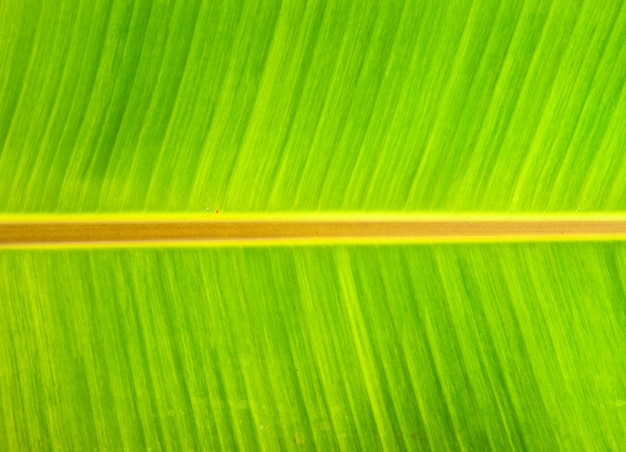 Fond de feuilles de bananier