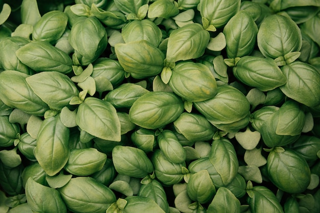 Fond de feuilles de basilic frais.