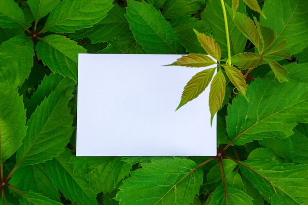 Fond avec feuilles et cadre blanc.