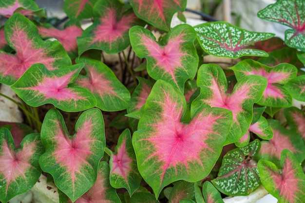 Fond de feuilles de Caladium bicolor en forme de foyer