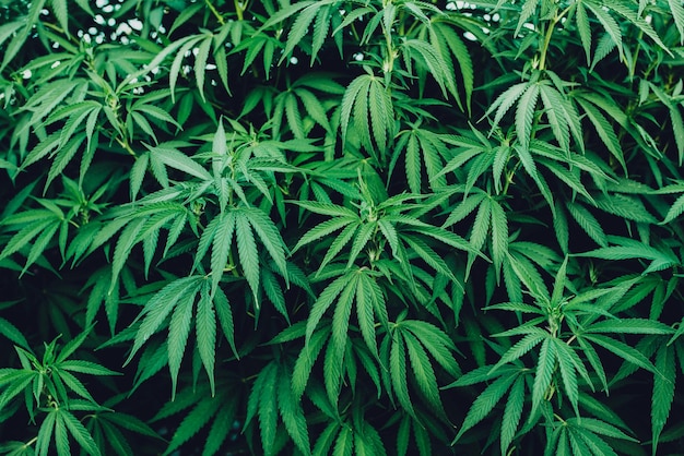 Fond de feuilles de cannabis
