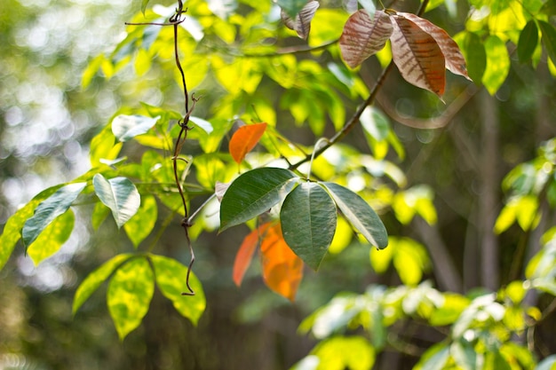 Photo fond de feuilles de caoutchouc.