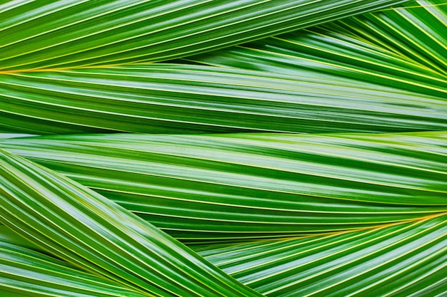 Fond de feuilles de coco.