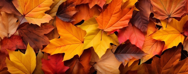 fond de feuilles colorées d'automne avec bannière de feuilles d'érable