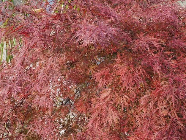 Fond de feuilles d'érable acer