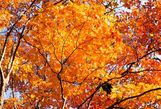 Fond de feuilles d'érable d'automne. Branches d'un érable rouge d'automne. feuilles sur une branche d'érable qui deviennent rouges et oranges à l'automne.