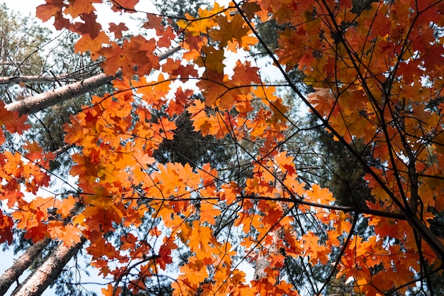 Fond de feuilles d'érable automne orange