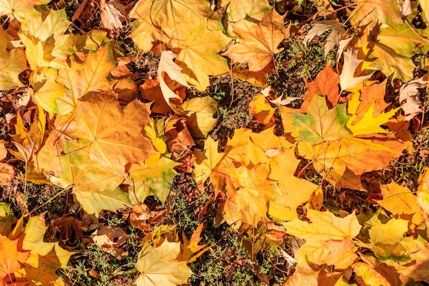 Fond des feuilles d'érable d'automne