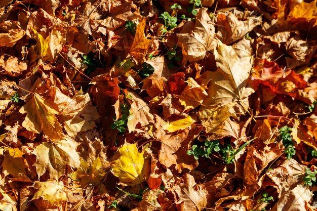 Fond des feuilles d'érable d'automne