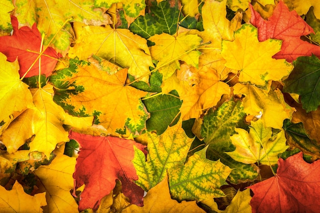 Fond de feuilles d'érable colorées en automne