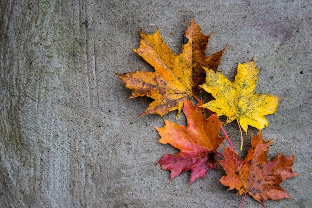 Fond de feuilles d'érable colorées en automne