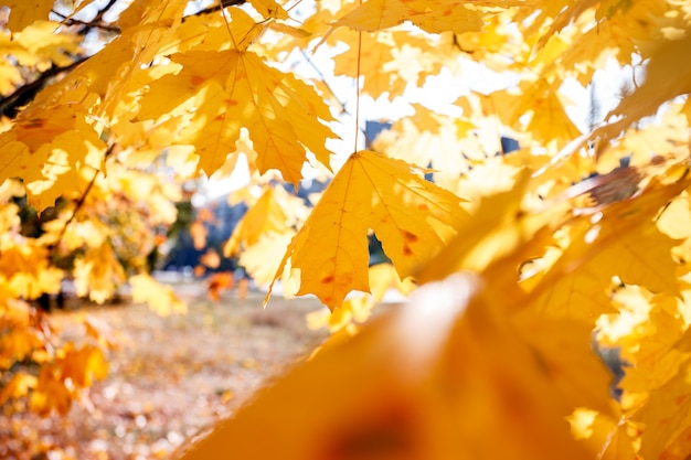 Fond de feuilles d'érable jaune. automne