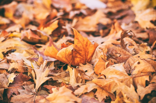 Fond de feuilles d'érable séchées