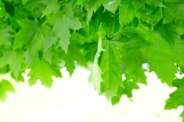 Fond de feuilles d'érable vert frais avec la lumière du jour