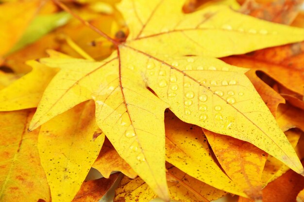 Photo fond de feuilles d'érable