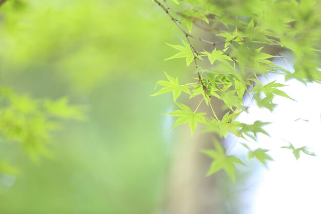 fond de feuilles d'érable