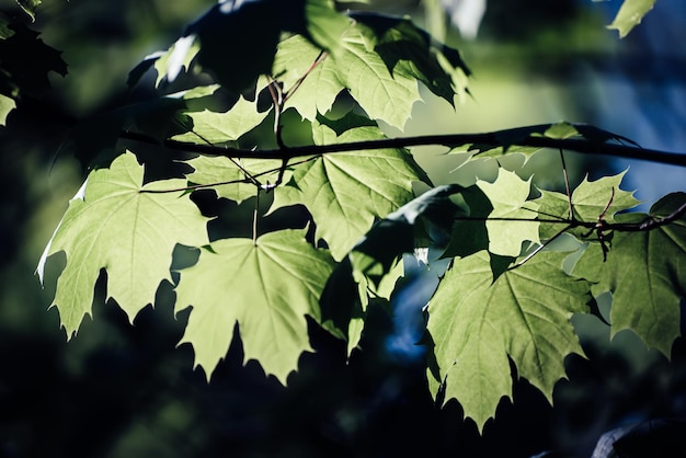 Fond de feuilles d'érable