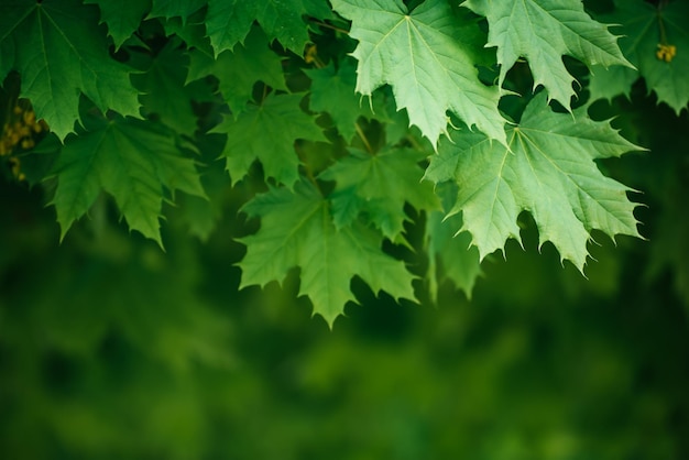 Fond de feuilles d'érable