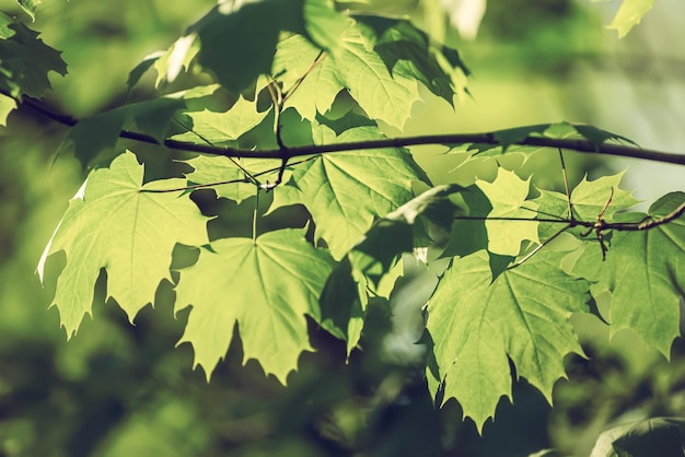 Fond de feuilles d'érable