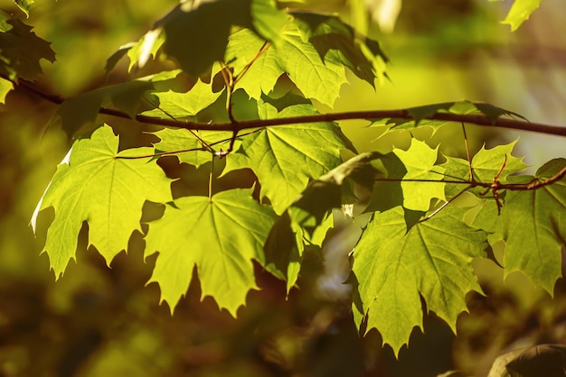 Fond de feuilles d'érable