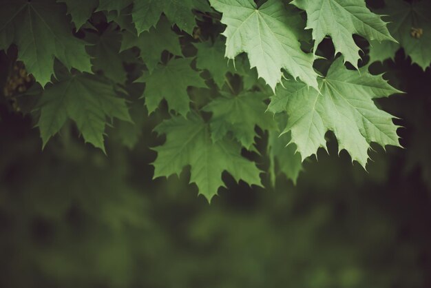 Fond de feuilles d'érable