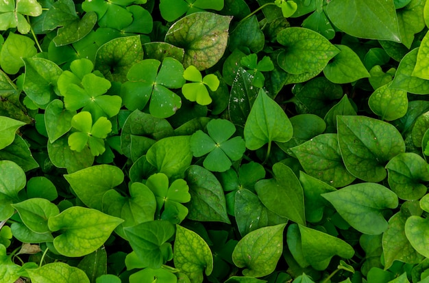 Fond de feuilles foncées et vertes, état frais