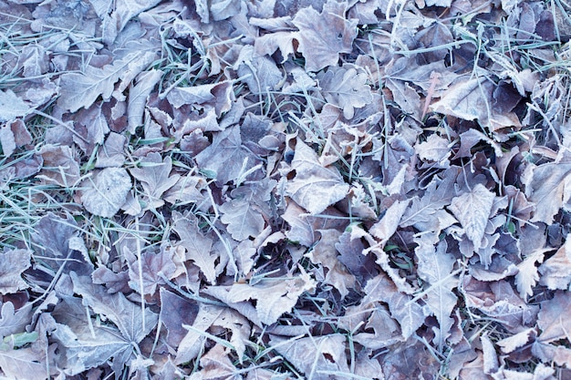 Fond avec des feuilles gelées automnales