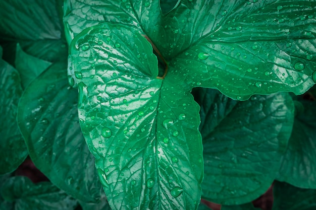 Fond de feuilles avec des gouttes d'eau à la saison des pluies