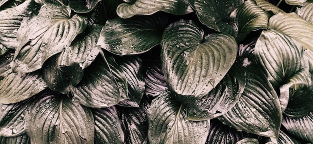 fond de feuilles grises d'une fleur de lys. la texture des feuilles mouillées sous la pluie.