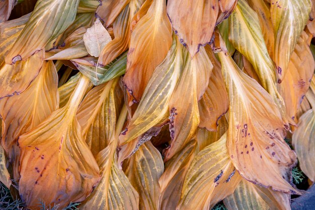 Fond de feuilles d'hosta d'automne Texture de motif de feuilles