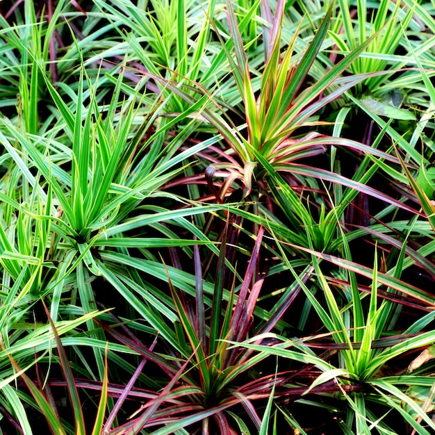 Fond de feuilles de jardin nature