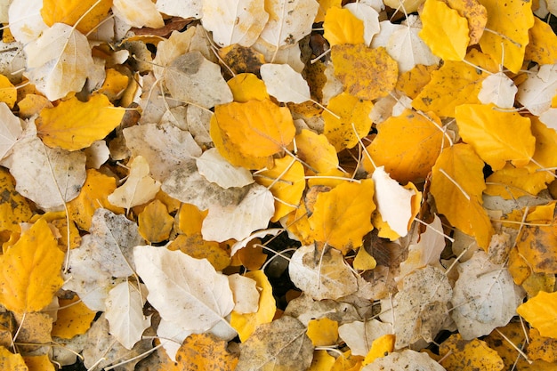 Fond de feuilles jaunes et blanches d'automne